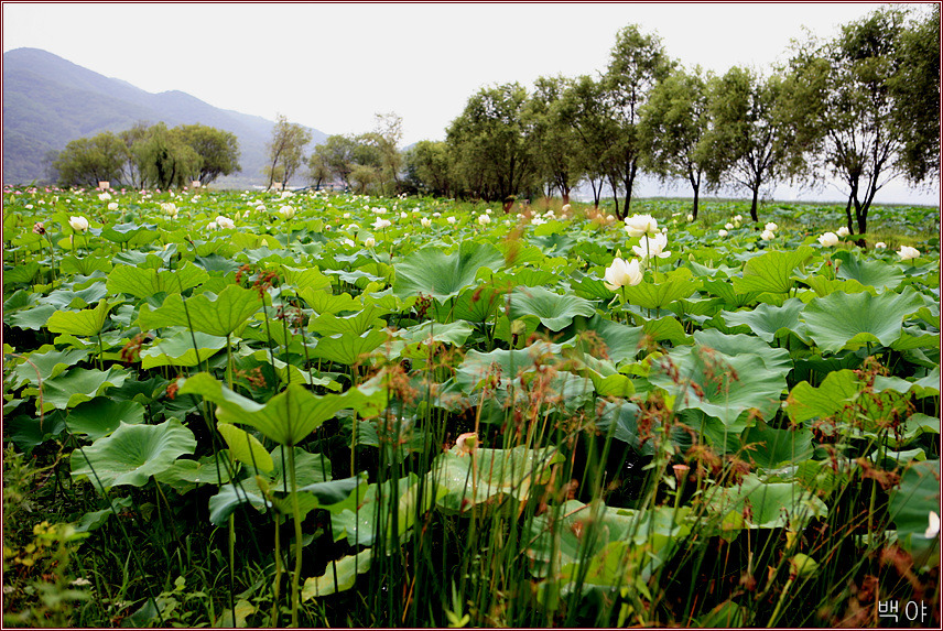 À̹ÌÁö¸¦ Ŭ¸¯ÇÏ¸é ¿øº»À» º¸½Ç ¼ö ÀÖ½À´Ï´Ù.