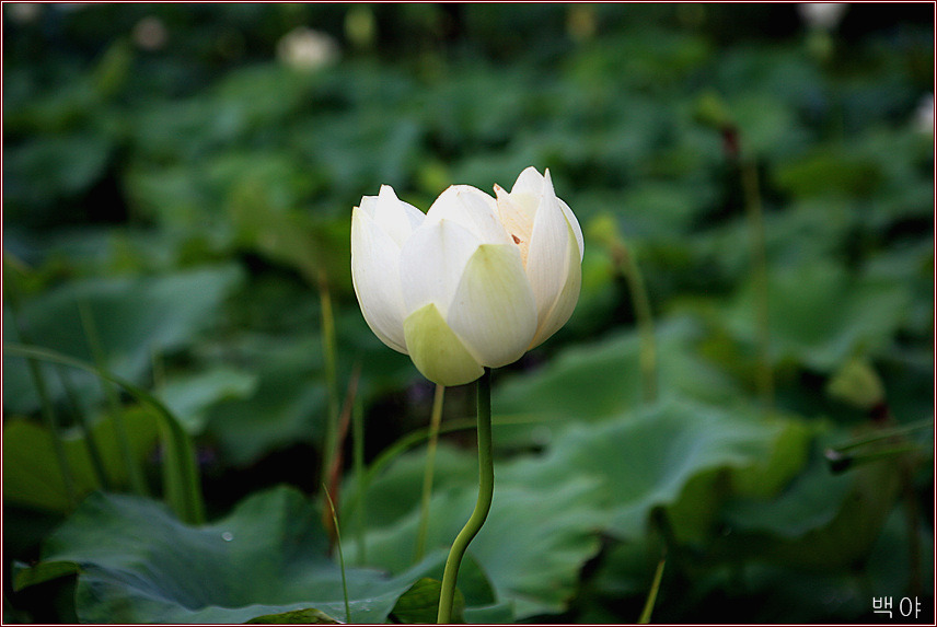 �̹����� Ŭ���ϸ� ������ ���� �� �ֽ��ϴ�.